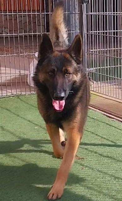 Enlarge THORSTEN, a Adoptable mixed breed in Sacramento, CA image 1/1