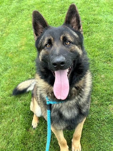 Enlarge THORSTEN, a Adoptable mixed breed in Sacramento, CA image 1/1