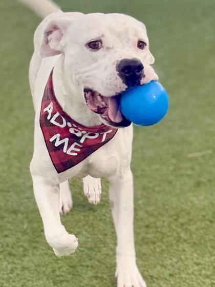 Enlarge Whitfield, a Adoptable Mixed Breed in Fort Worth, TX image 1/3
