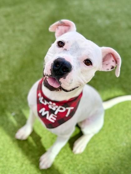 Enlarge Whitfield, a Adoptable Mixed Breed in Fort Worth, TX image 2/3