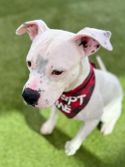 Enlarge Whitfield, a Adoptable Mixed Breed in Fort Worth, TX image 3/3