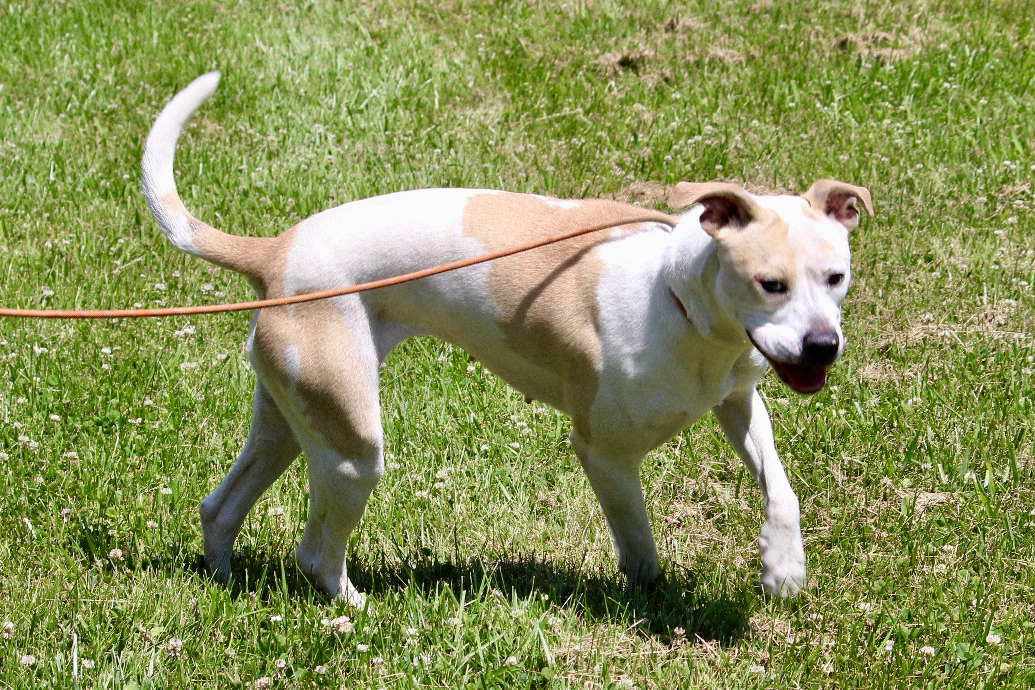 Enlarge HAZEL, a Adoptable Mixed Breed in Brazil, IN image 1/6
