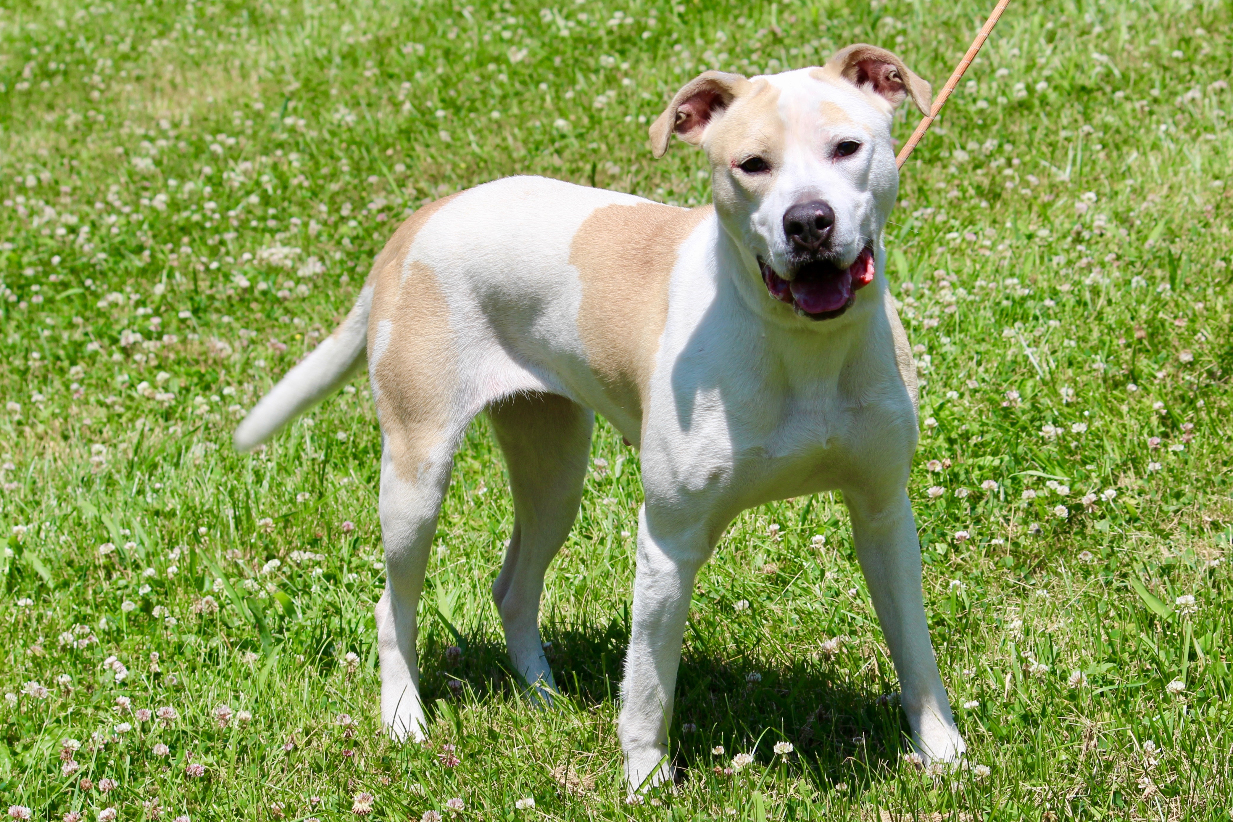 Enlarge HAZEL, a Adoptable Mixed Breed in Brazil, IN image 2/6