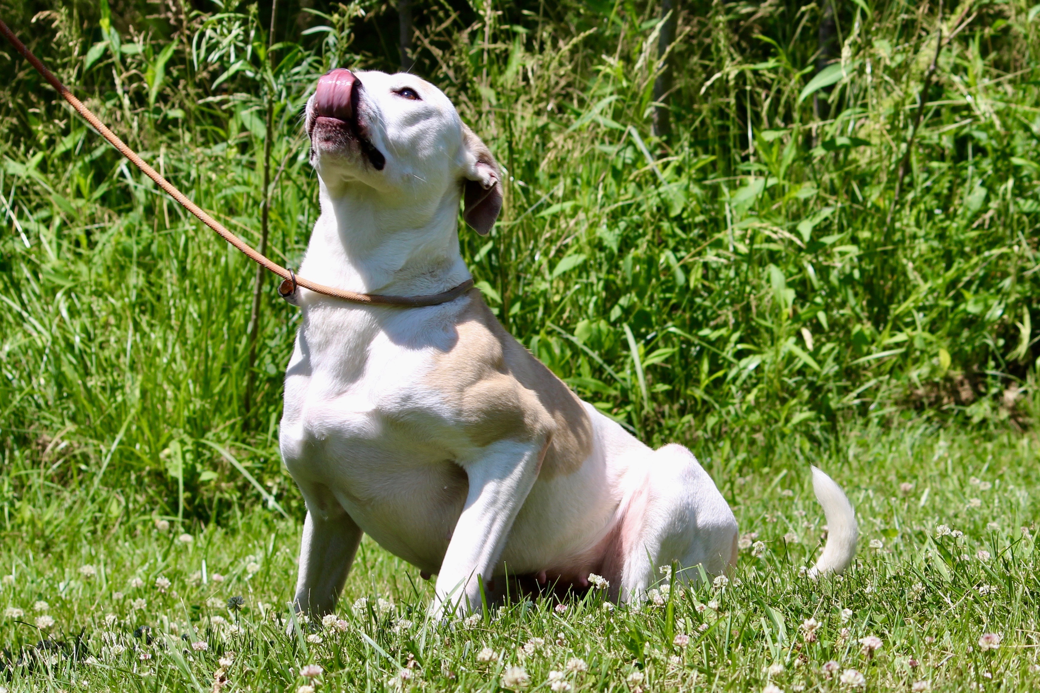 Enlarge HAZEL, a Adoptable Mixed Breed in Brazil, IN image 3/6