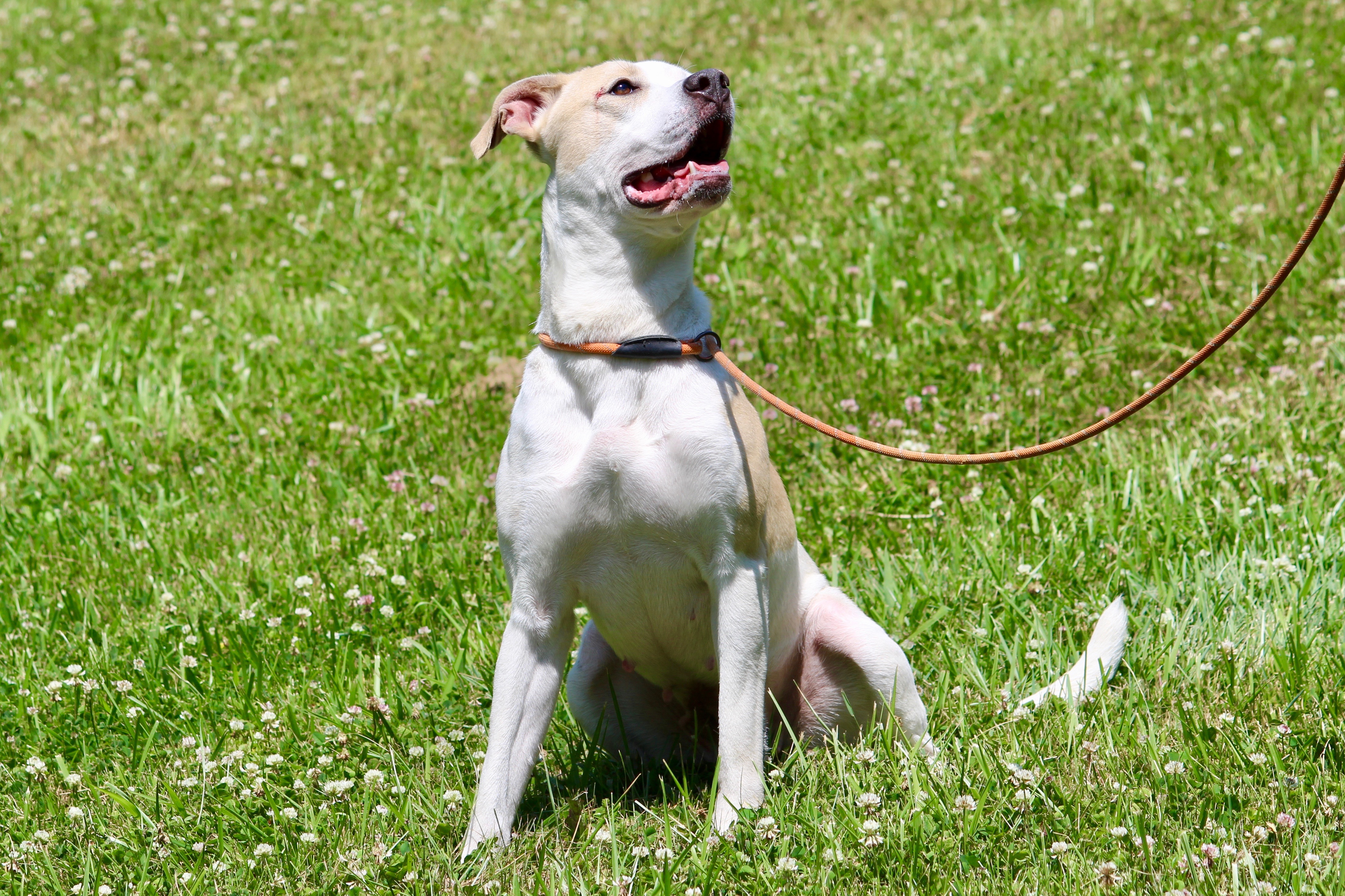 Enlarge HAZEL, a Adoptable Mixed Breed in Brazil, IN image 4/6