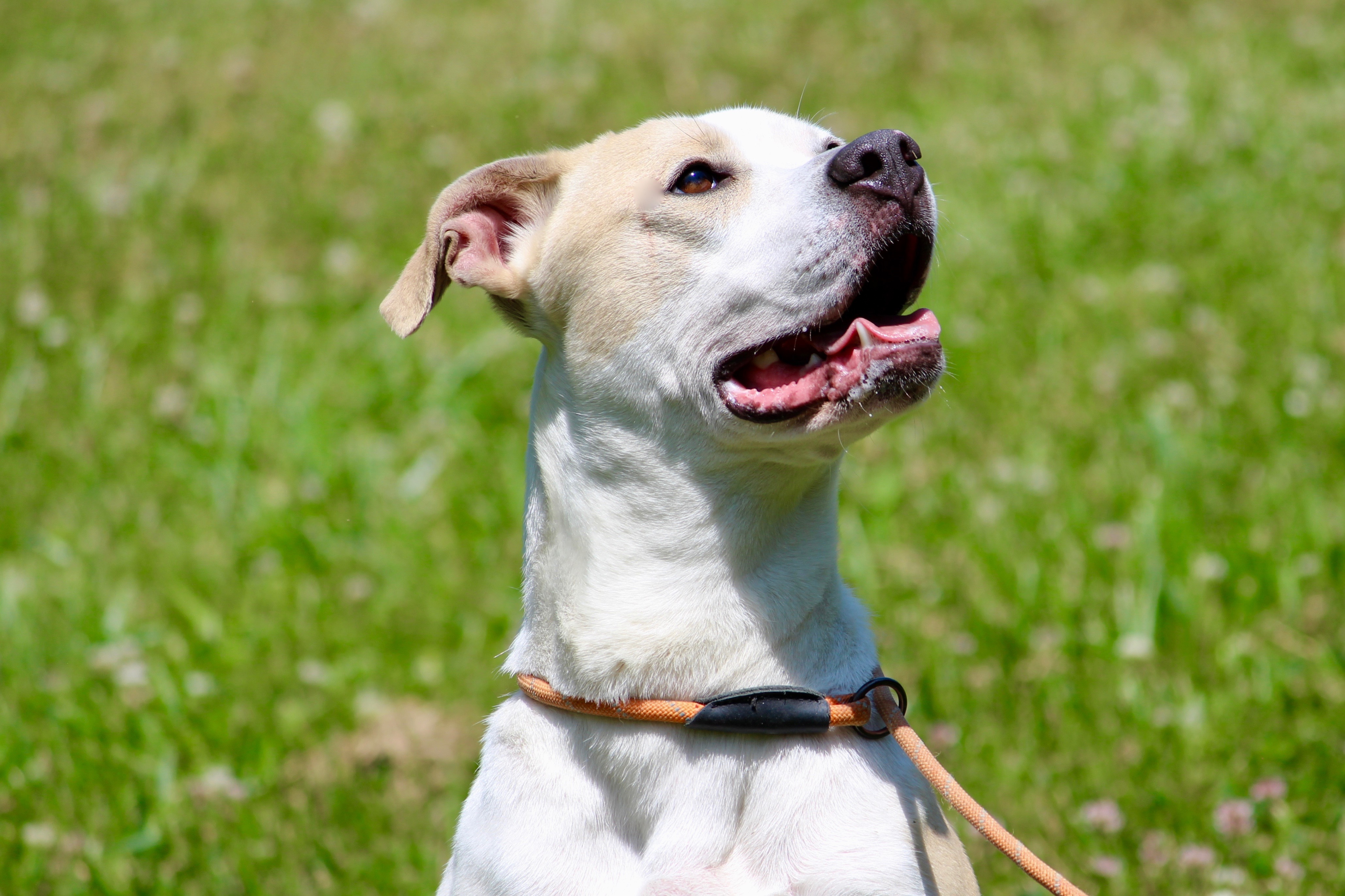 Enlarge HAZEL, a Adoptable Mixed Breed in Brazil, IN image 5/6