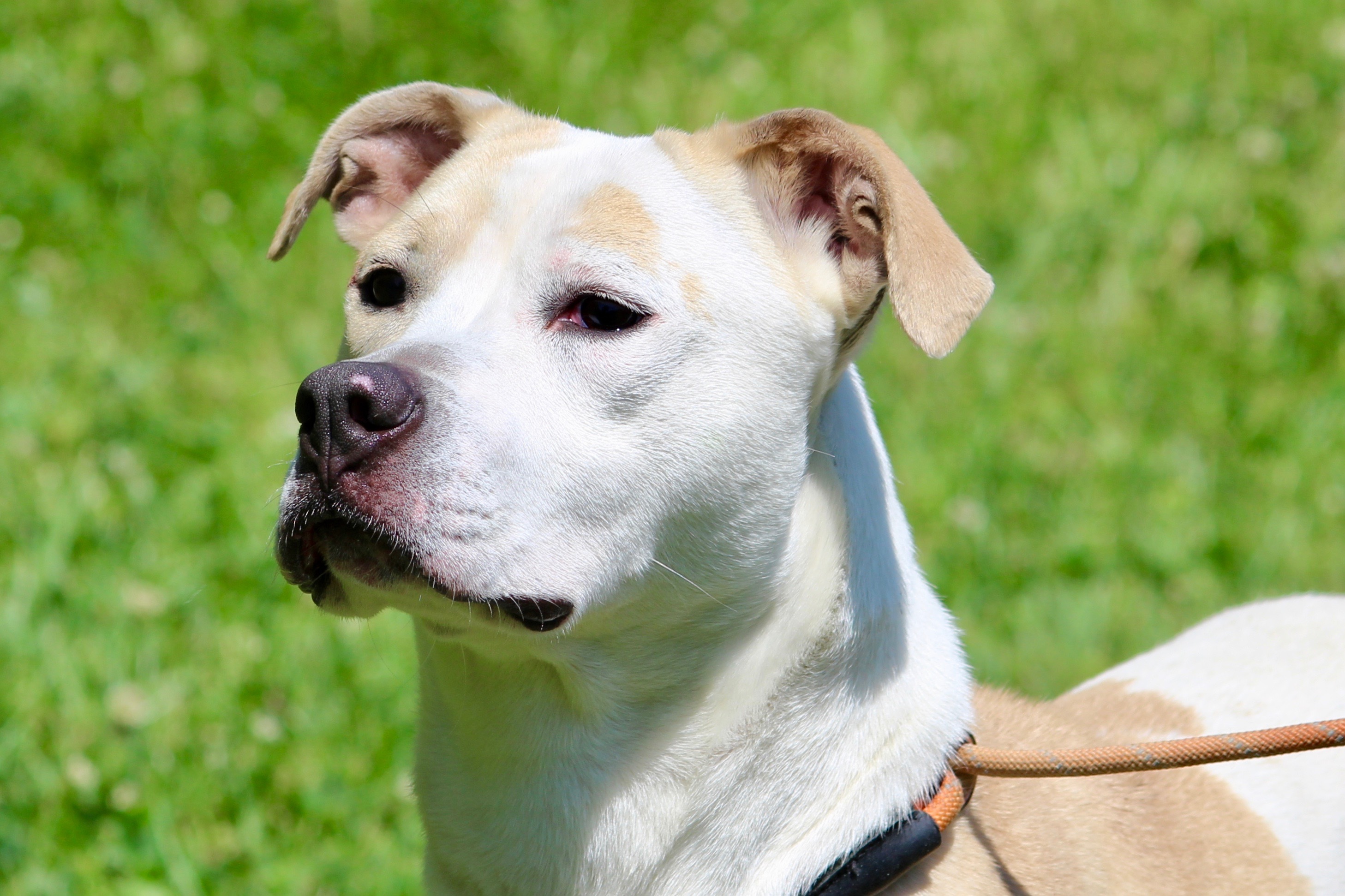 Enlarge HAZEL, a Adoptable Mixed Breed in Brazil, IN image 6/6