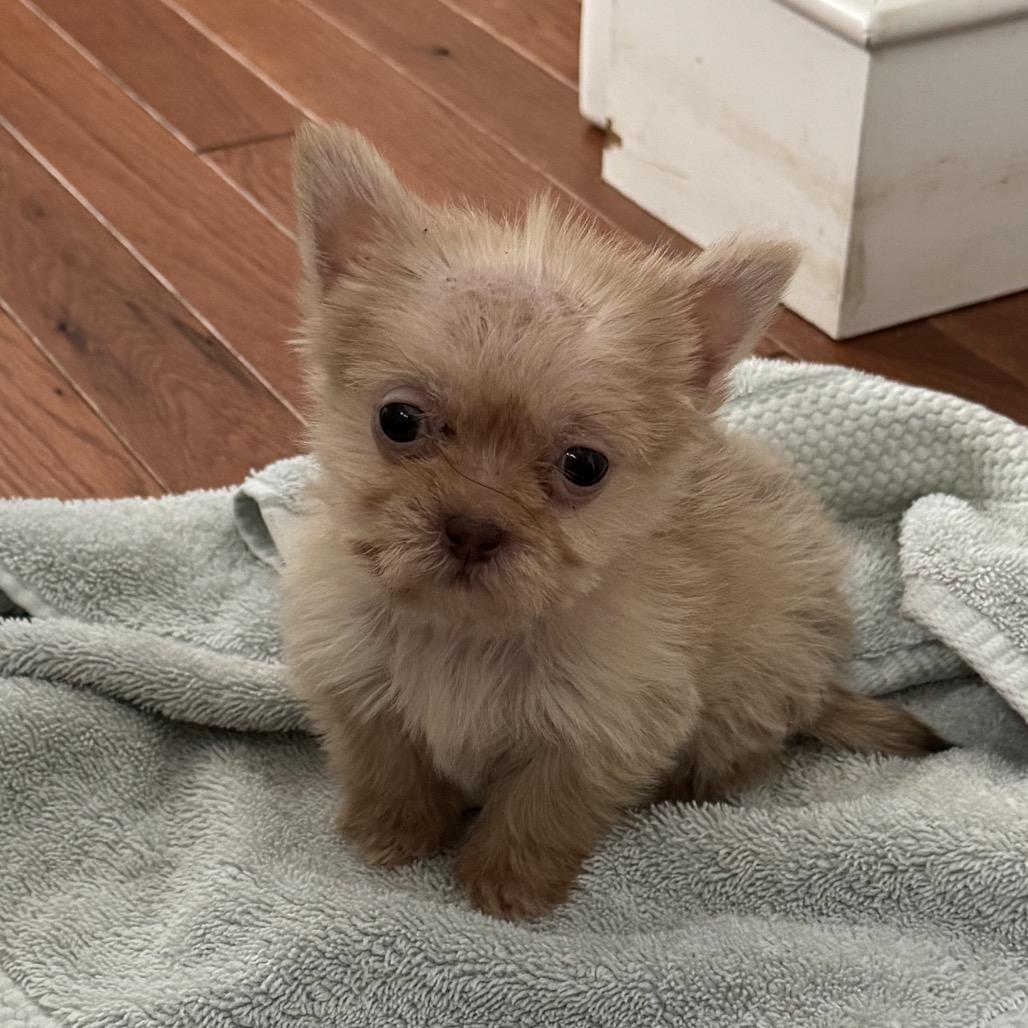 Enlarge Simba, a ADOPTABLE mixed breed in Greensboro, NC image 2/2