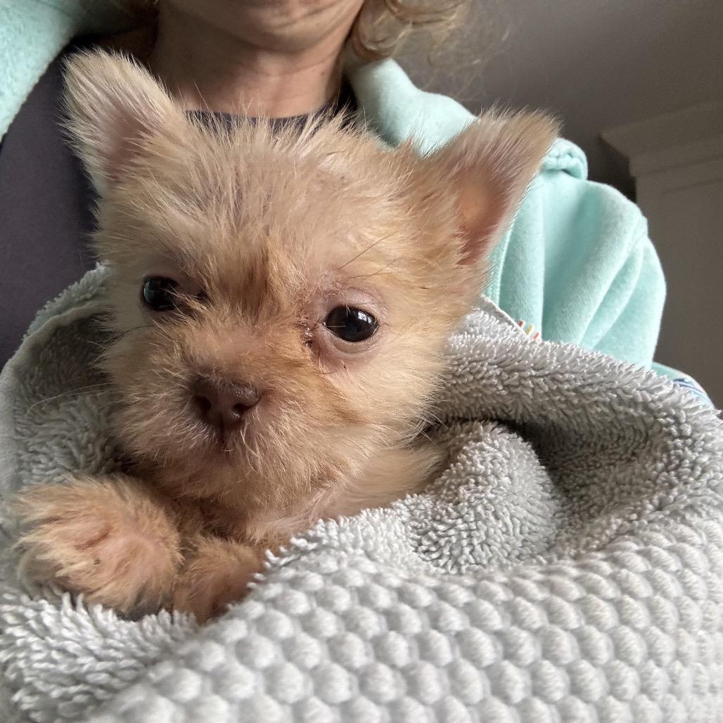 Simba, ADOPTABLE, Puppy Male Shih Tzu & Mixed Breed.