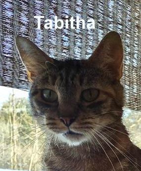 Enlarge Tabitha Dowl.  (quiet & undemanding), a Adoptable mixed breed in Stowe, PA image 1/2