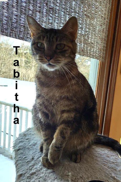 Enlarge Tabitha Dowl.  (quiet & undemanding), a Adoptable mixed breed in Stowe, PA image 2/2