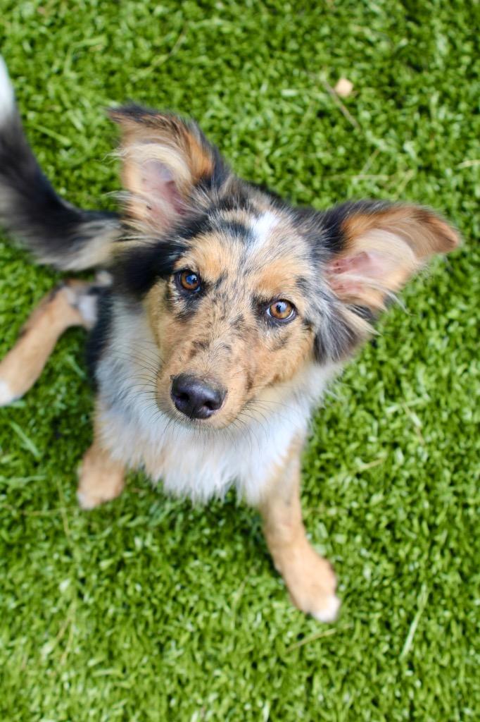 Star, Adoptable, Puppy Female Australian Shepherd.