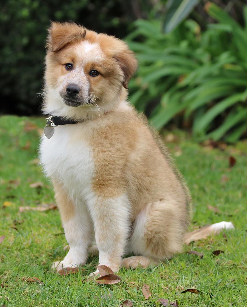 Enlarge *Chewy von Davos, an adopted mixed breed in Los Angeles, CA image 5/6