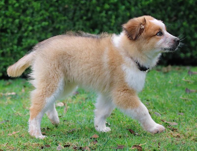 Enlarge *Chewy von Davos, an adopted mixed breed in Los Angeles, CA image 6/6