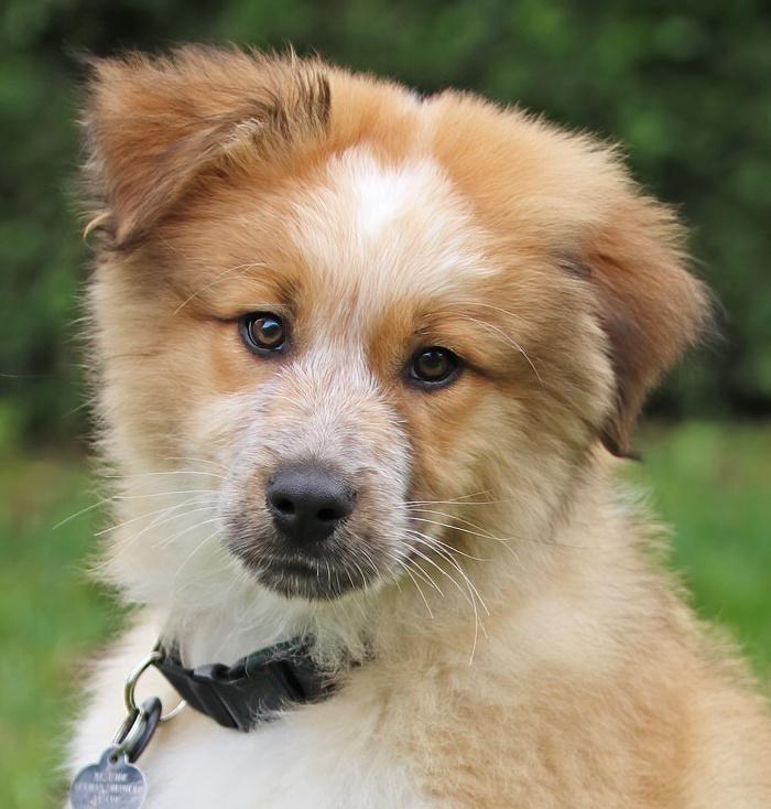 Enlarge *Chewy von Davos, an adopted mixed breed in Los Angeles, CA image 1/6