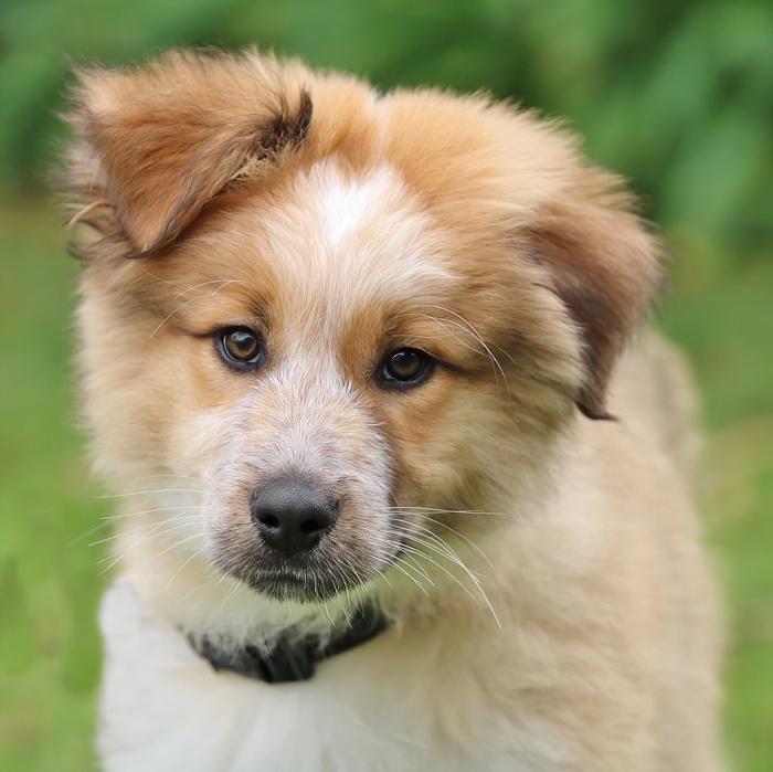 Enlarge *Chewy von Davos, an adopted mixed breed in Los Angeles, CA image 3/6