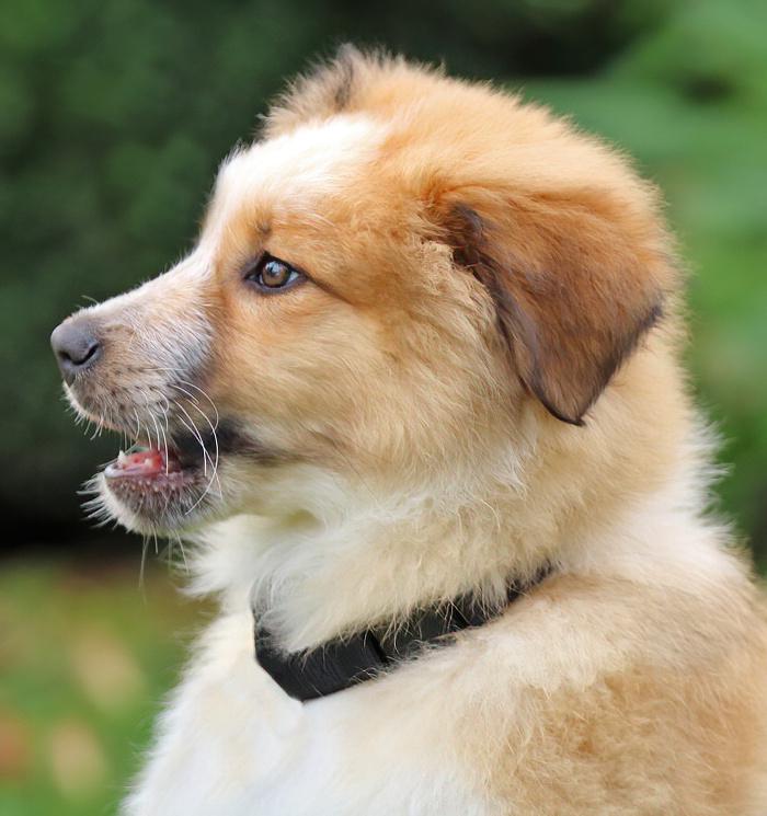 Enlarge *Chewy von Davos, an adopted mixed breed in Los Angeles, CA image 4/6