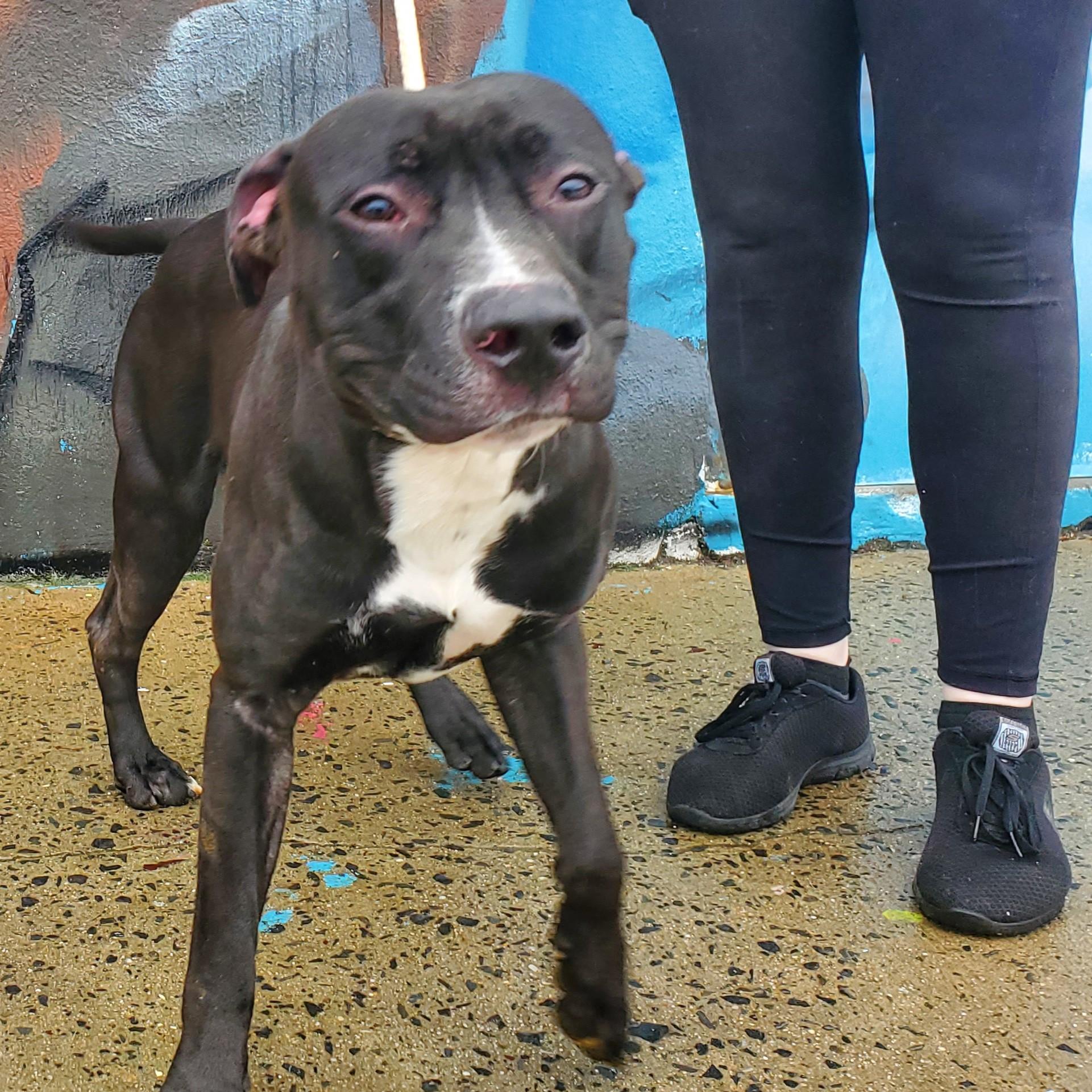 Enlarge Dwarf, a ADOPTABLE mixed breed in Jersey city, NJ image 1/1