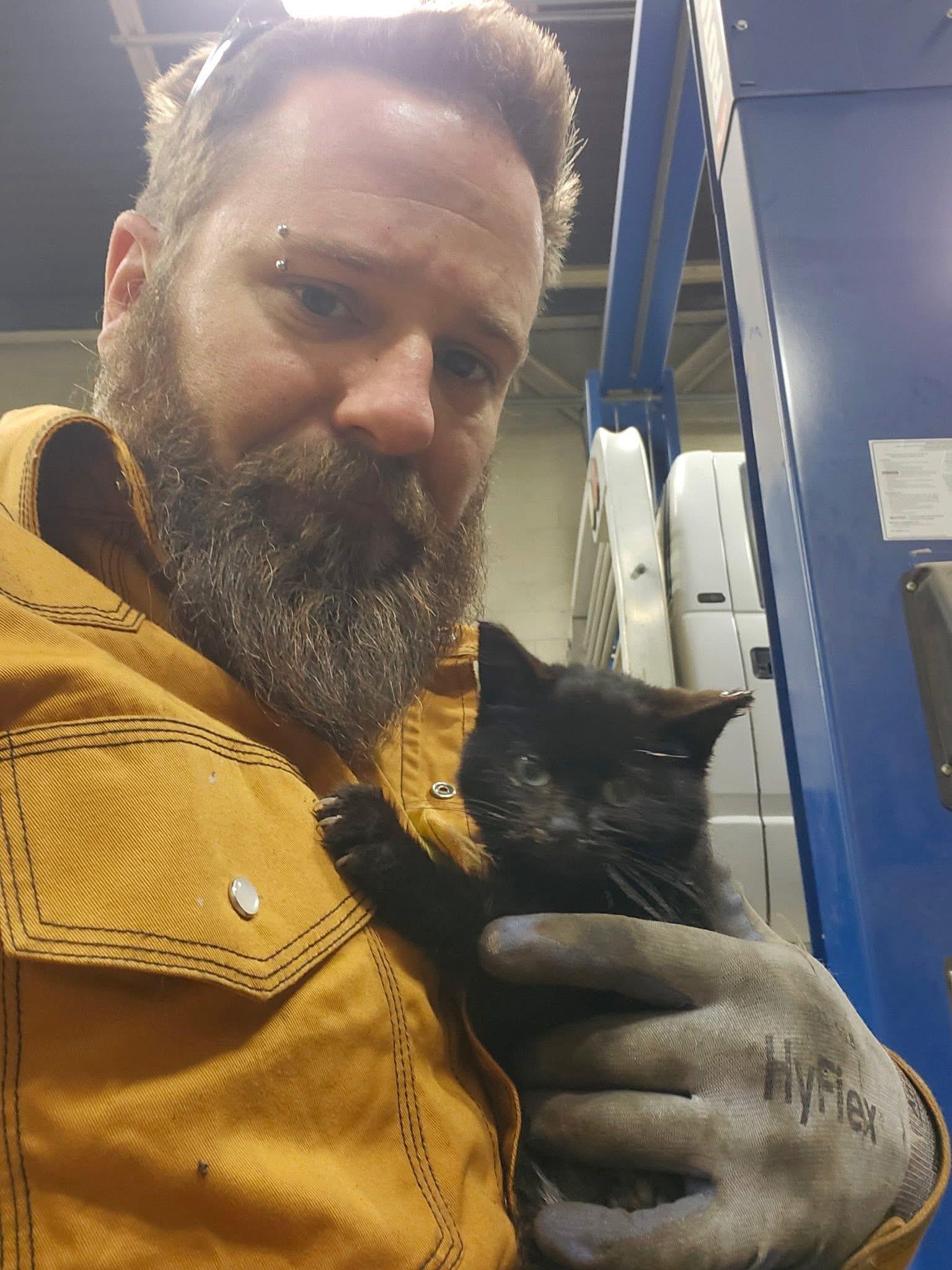 Enlarge Jib, an adopted Domestic Short Hair in Belvidere, IL image 1/1