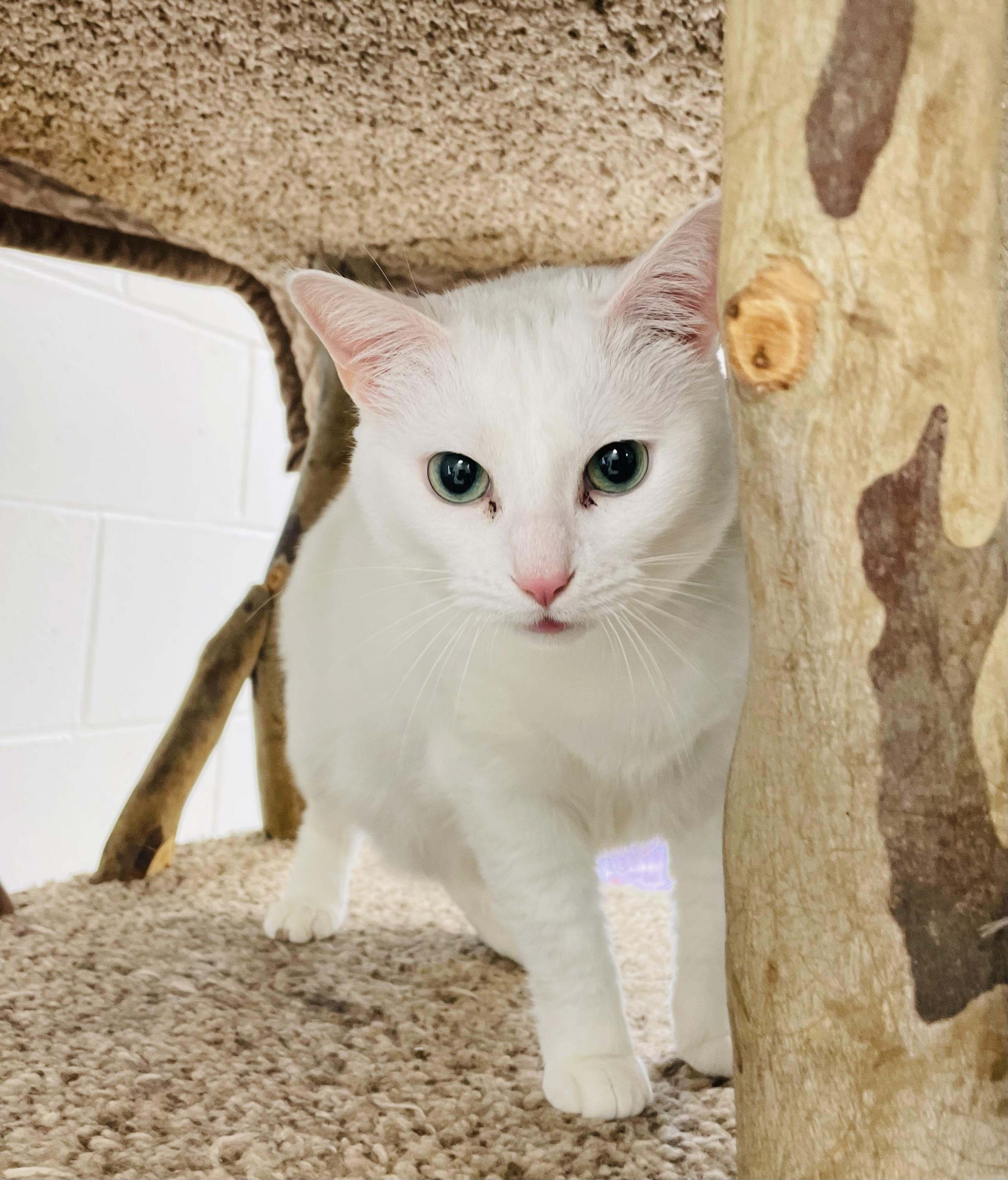 Sugar, a Adoptable Domestic Short Hair in Cincinnati, OH image 3/5