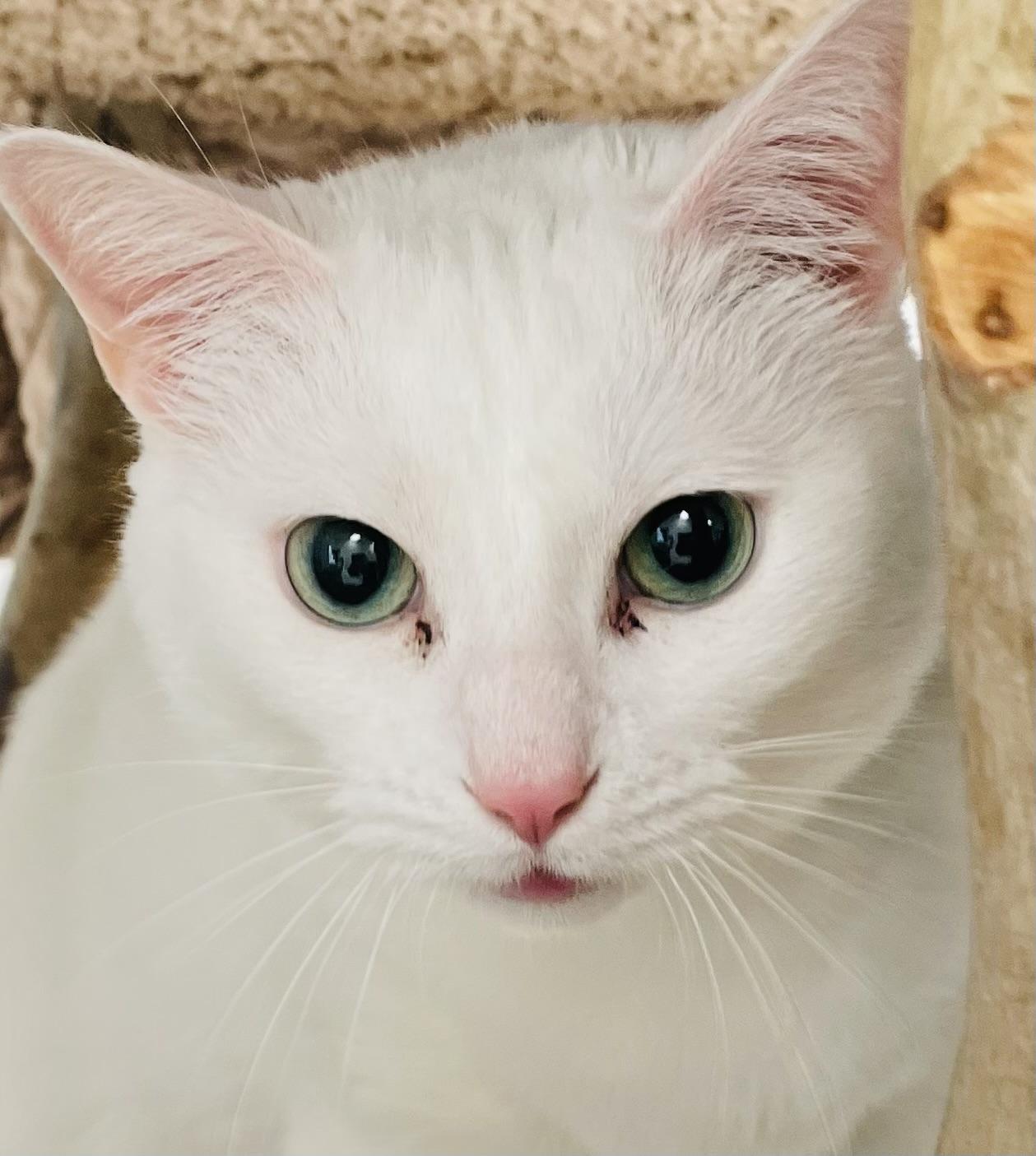 Sugar, Adoptable, Adult Female Domestic Short Hair.