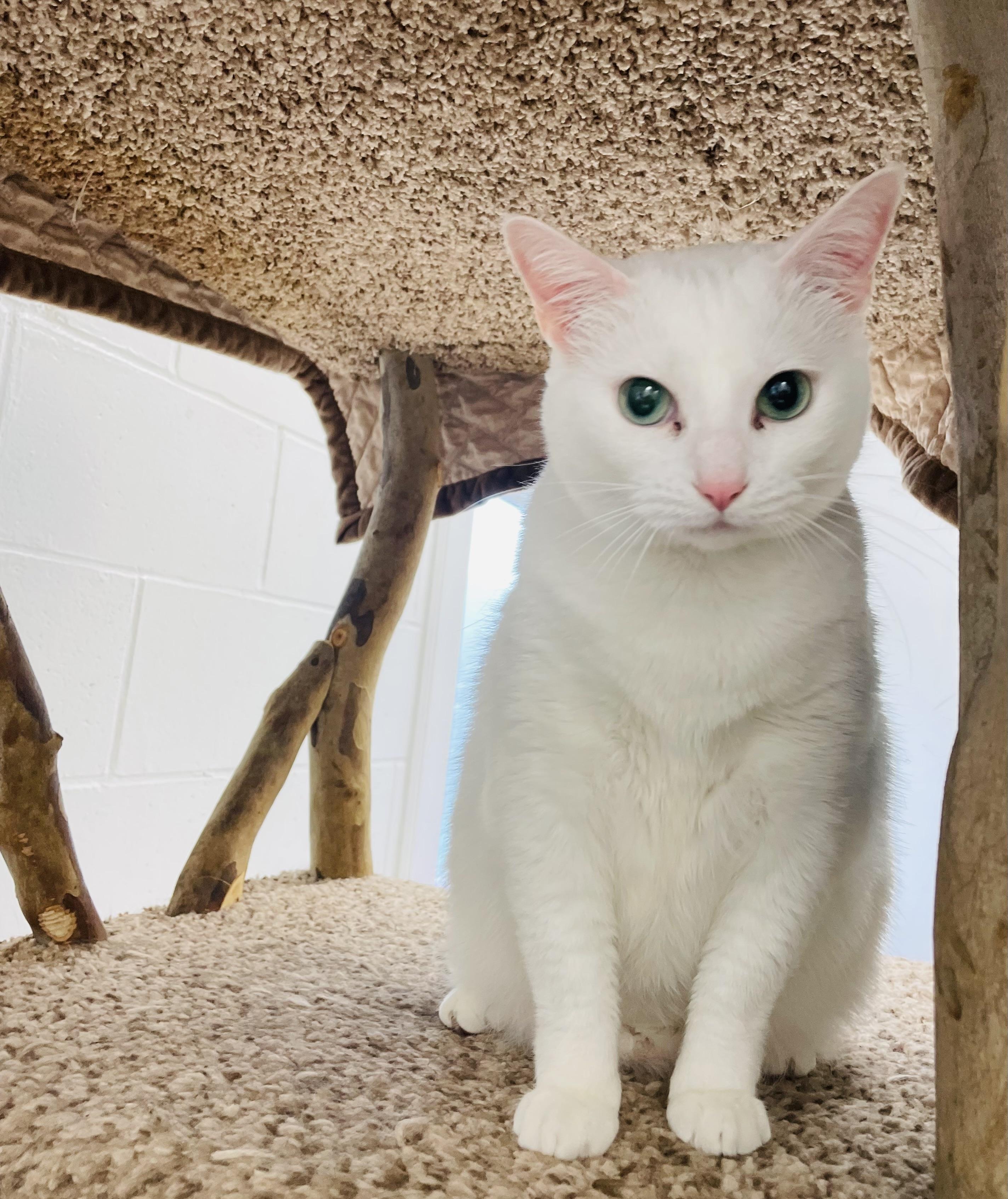 Sugar, a Adoptable Domestic Short Hair in Cincinnati, OH image 4/5