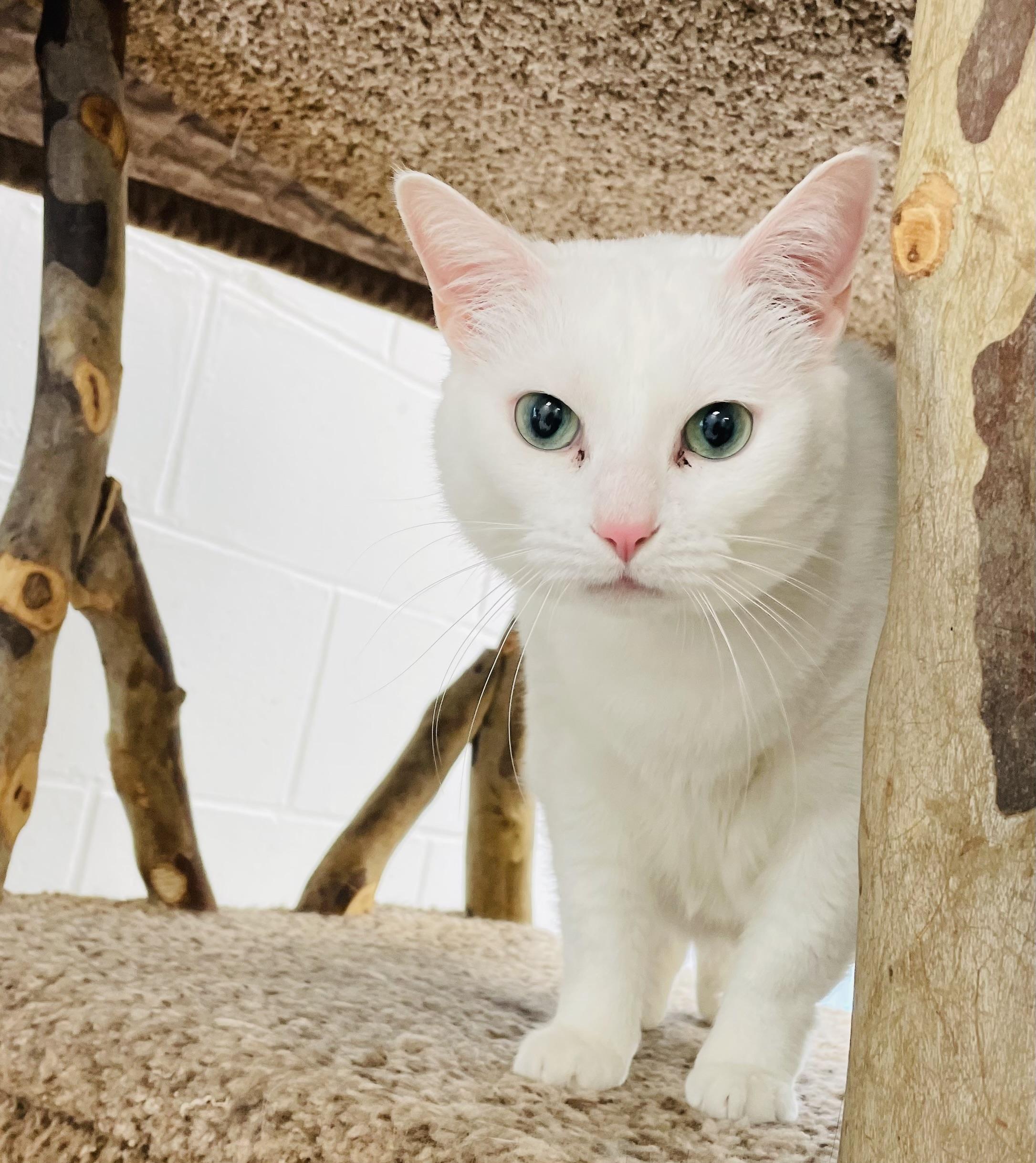 Sugar, a Adoptable Domestic Short Hair in Cincinnati, OH image 2/5