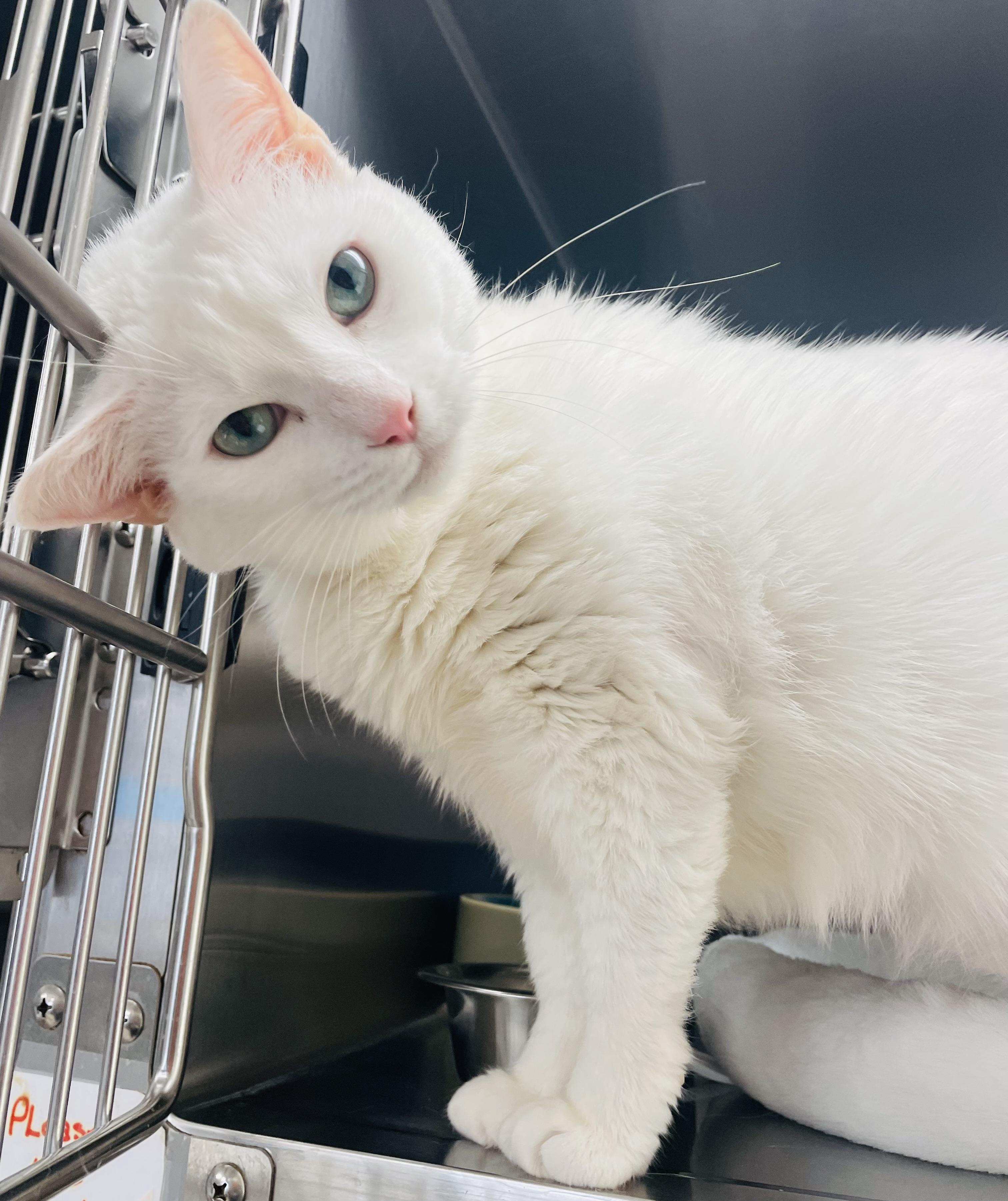 Sugar, a Adoptable Domestic Short Hair in Cincinnati, OH image 5/5