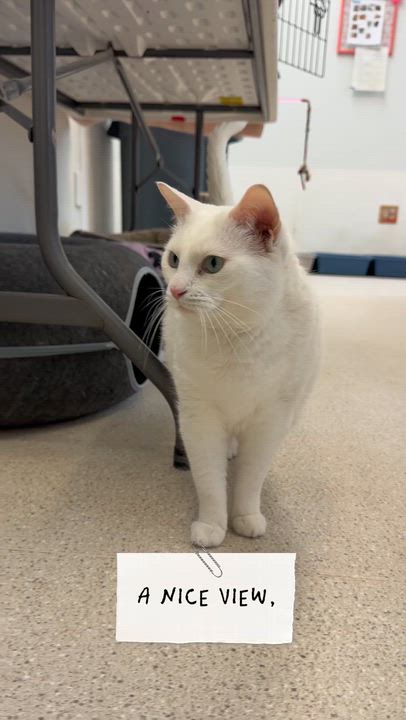 Enlarge Sugar, a Adoptable Domestic Short Hair in Cincinnati, OH video 2/5