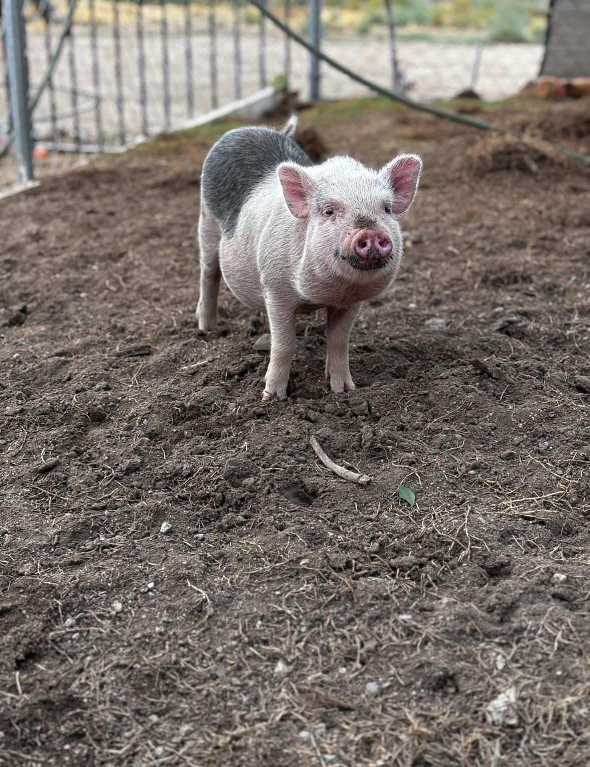 Enlarge Barbara, a Adoptable mixed breed in Helendale, CA image 1/1
