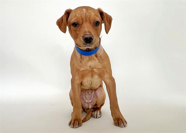 J-HOPE, Adoptable, Puppy Male Dachshund & Mixed Breed.