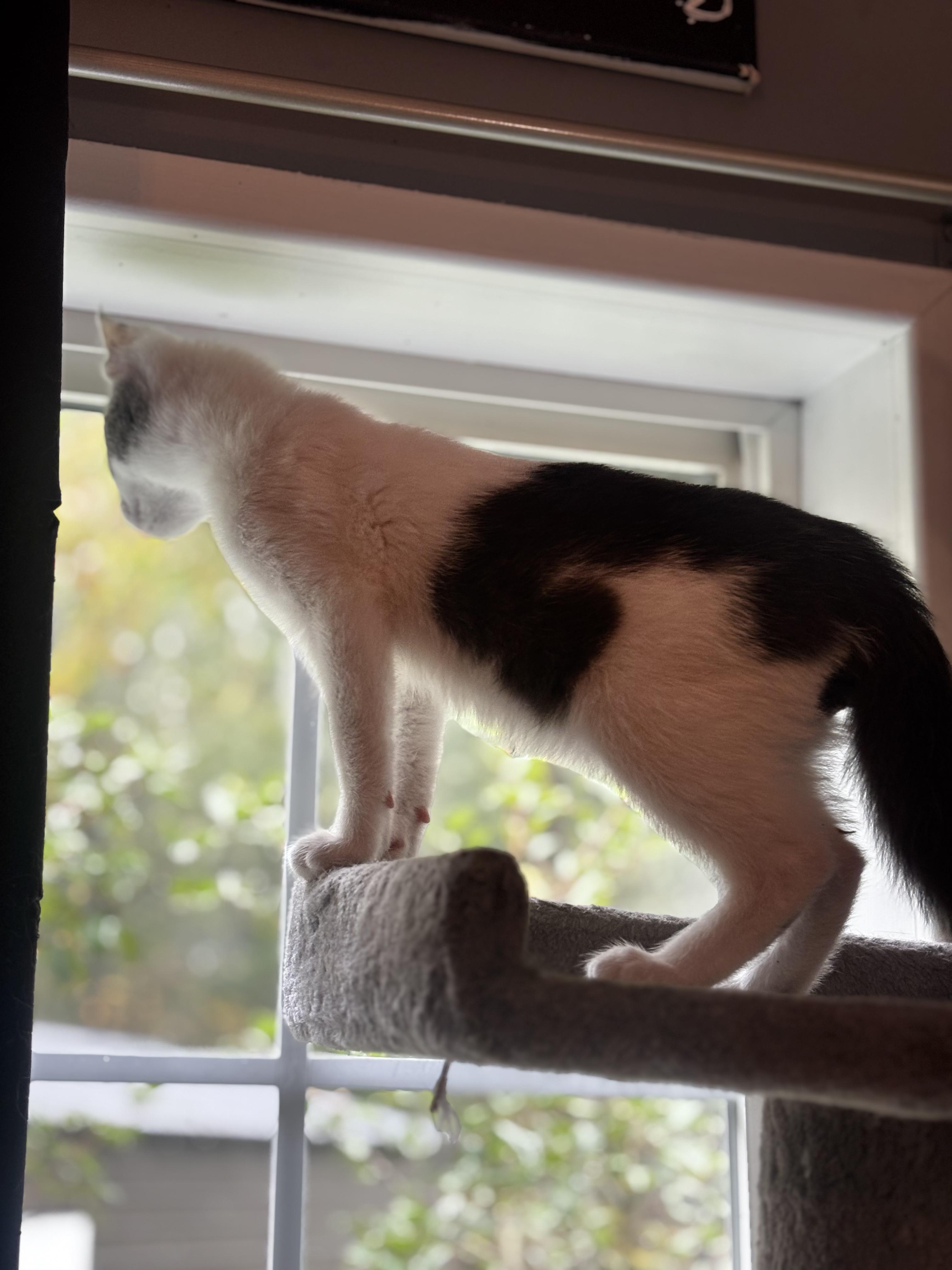 Enlarge Marshmallow, a Adoptable Domestic Short Hair in Morgantown, WV image 2/2