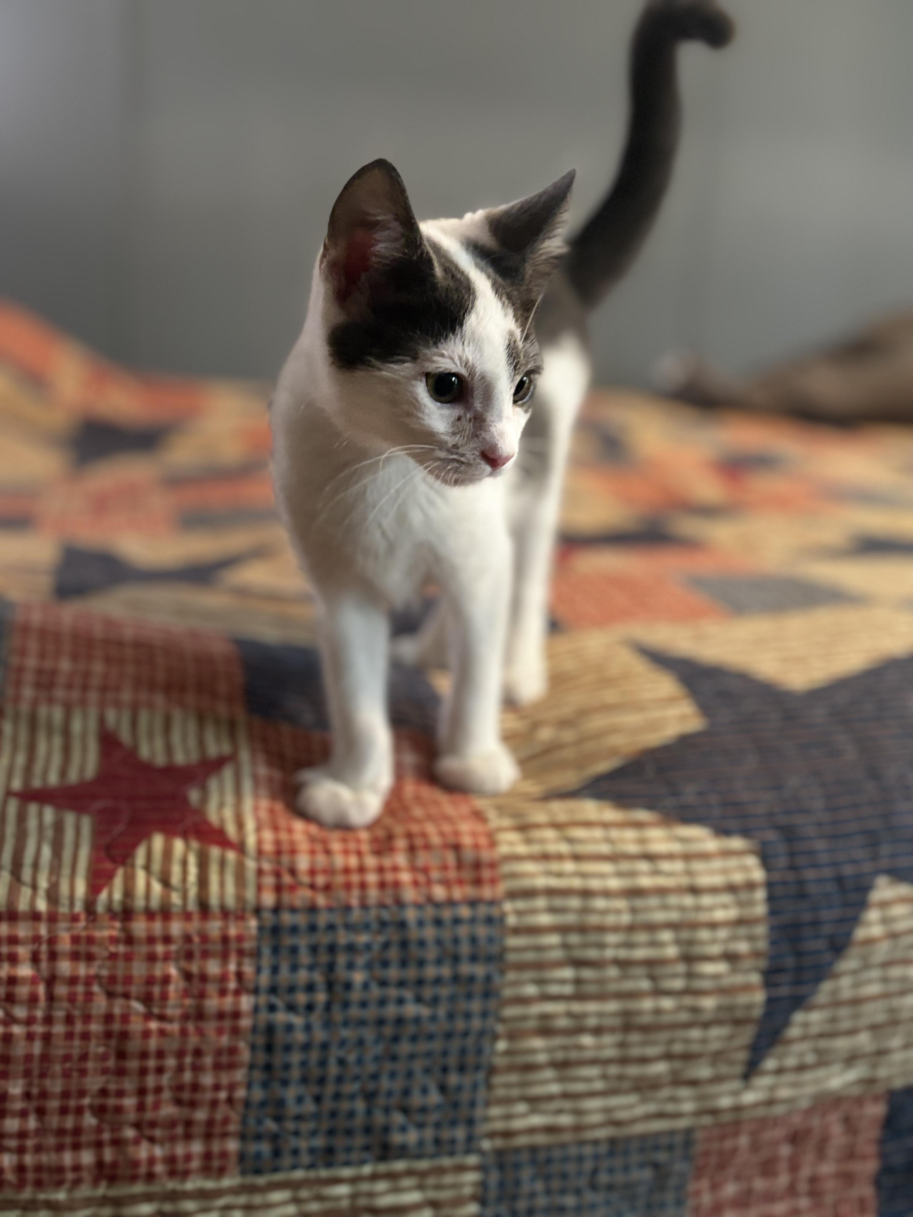 Marshmallow, Adoptable, Young Male Domestic Short Hair.