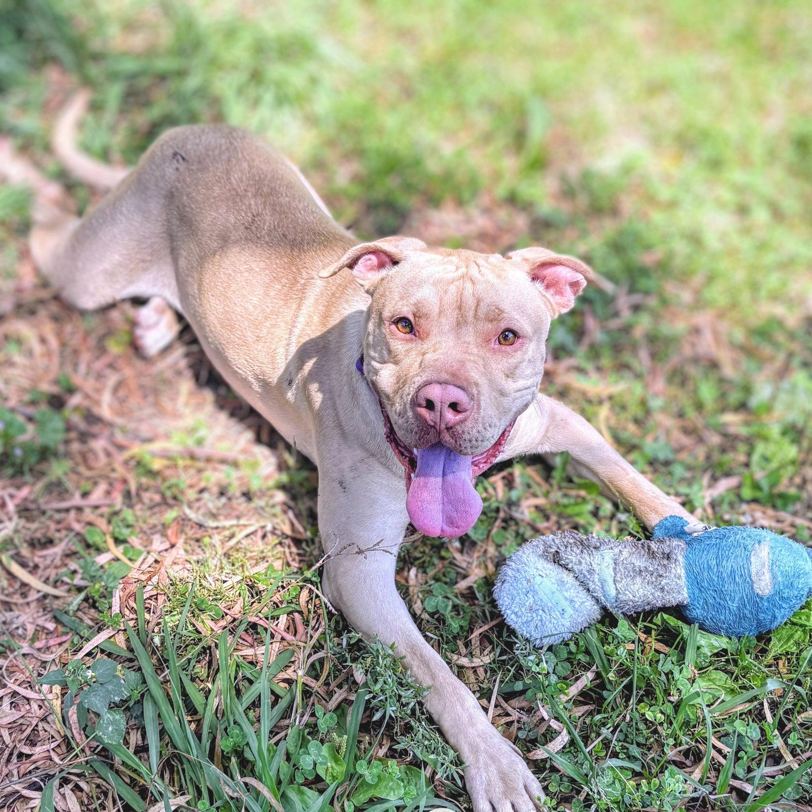 Buster, Adoptable, Young Male Pit Bull Terrier.