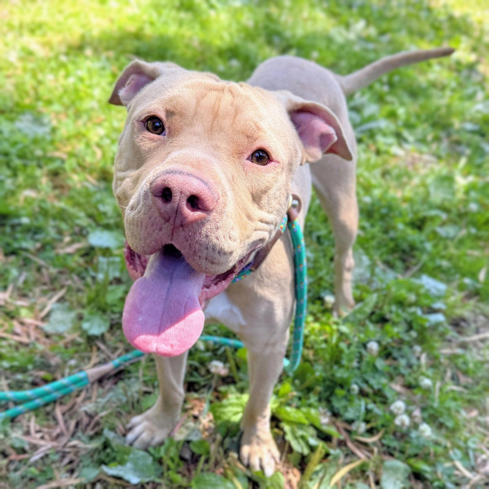 Buster, Adoptable, Young Male Pit Bull Terrier.