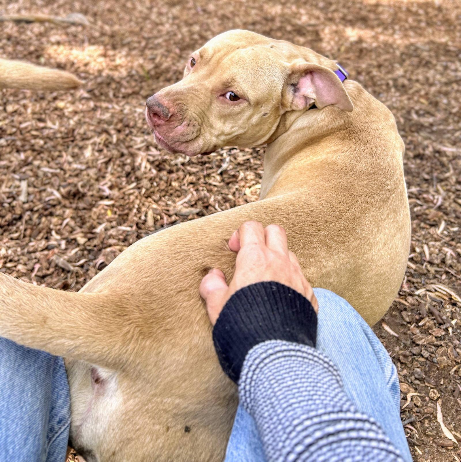 Buster, a Adoptable Pit Bull Terrier in Oakland, CA image 2/3