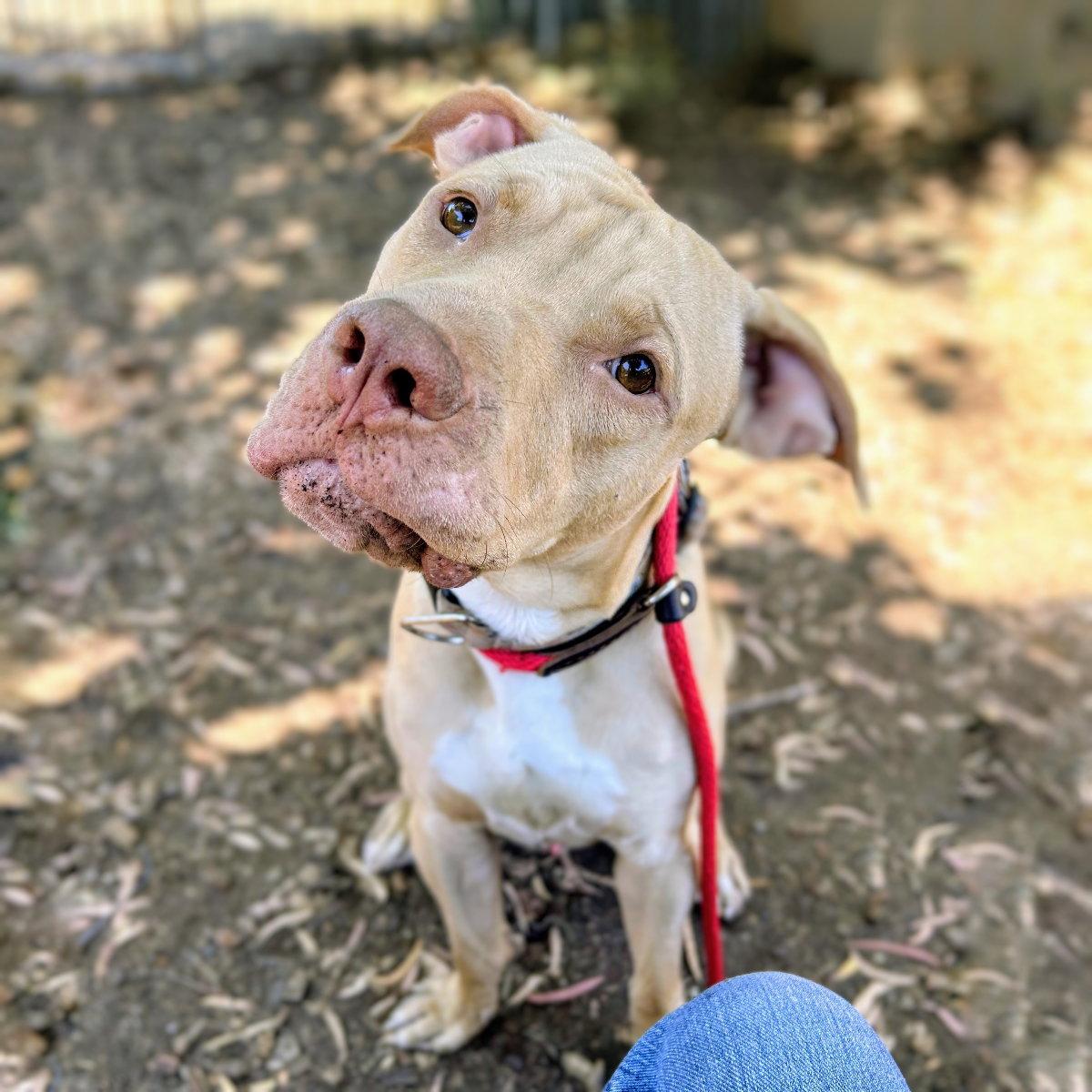 Buster, a Adoptable Pit Bull Terrier in Oakland, CA image 3/3