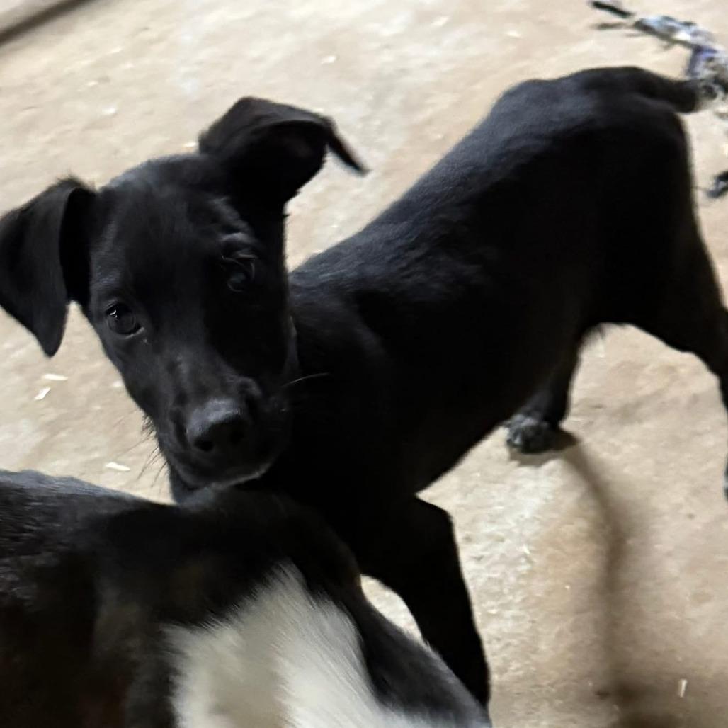 Enlarge Marley, a Adoptable mixed breed in Tulsa, OK image 1/2