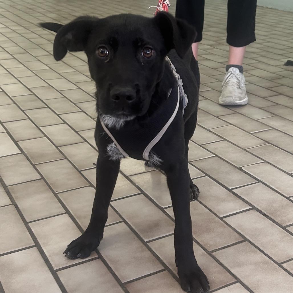 Enlarge Marley, a Adoptable mixed breed in Tulsa, OK image 2/2