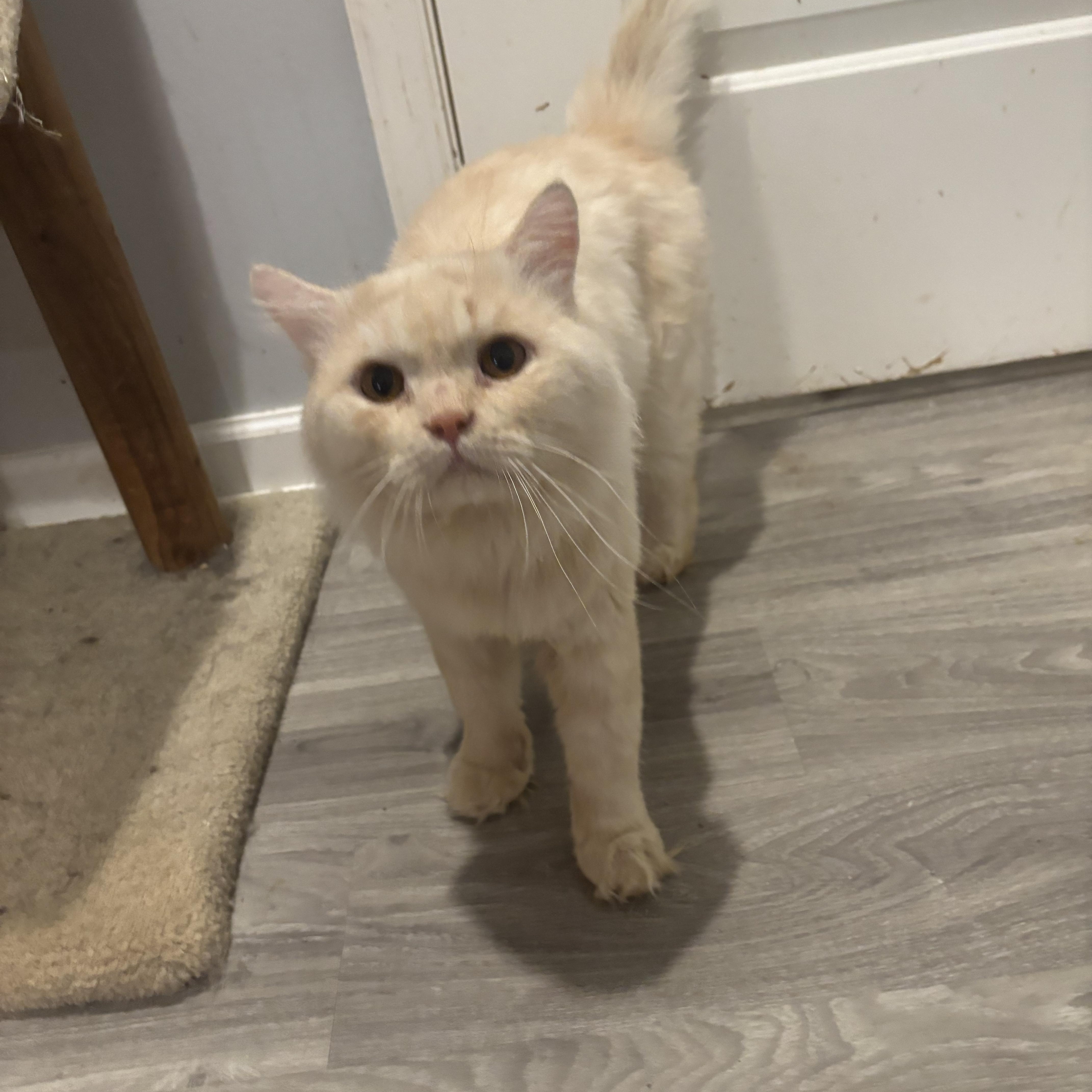 Jay (long hair, dogs, cats), ADOPTABLE, Young Male Domestic Long Hair.