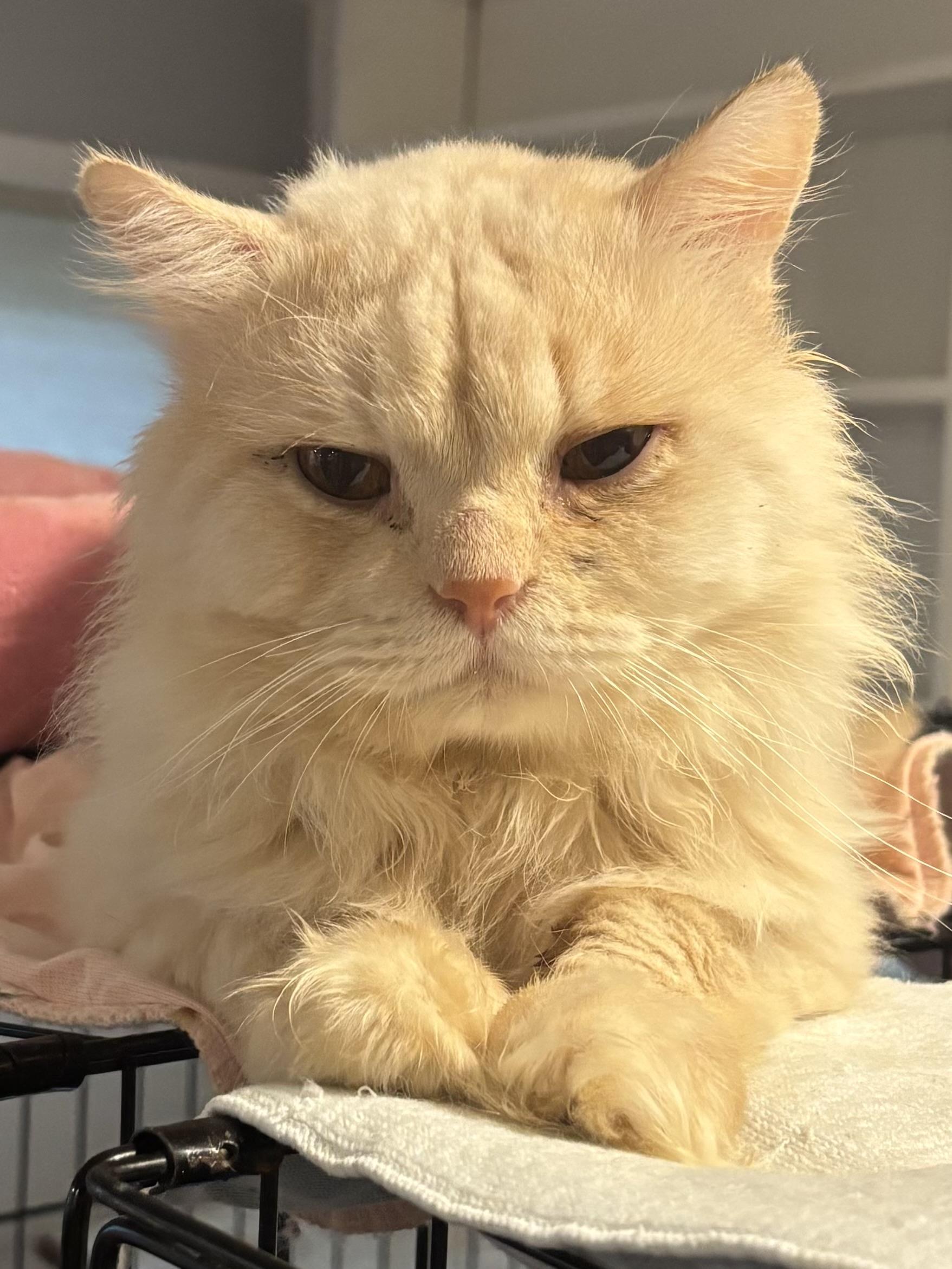 Enlarge Jay (long hair, dogs, cats), a ADOPTABLE Domestic Long Hair in Fairfax, VA image 2/5