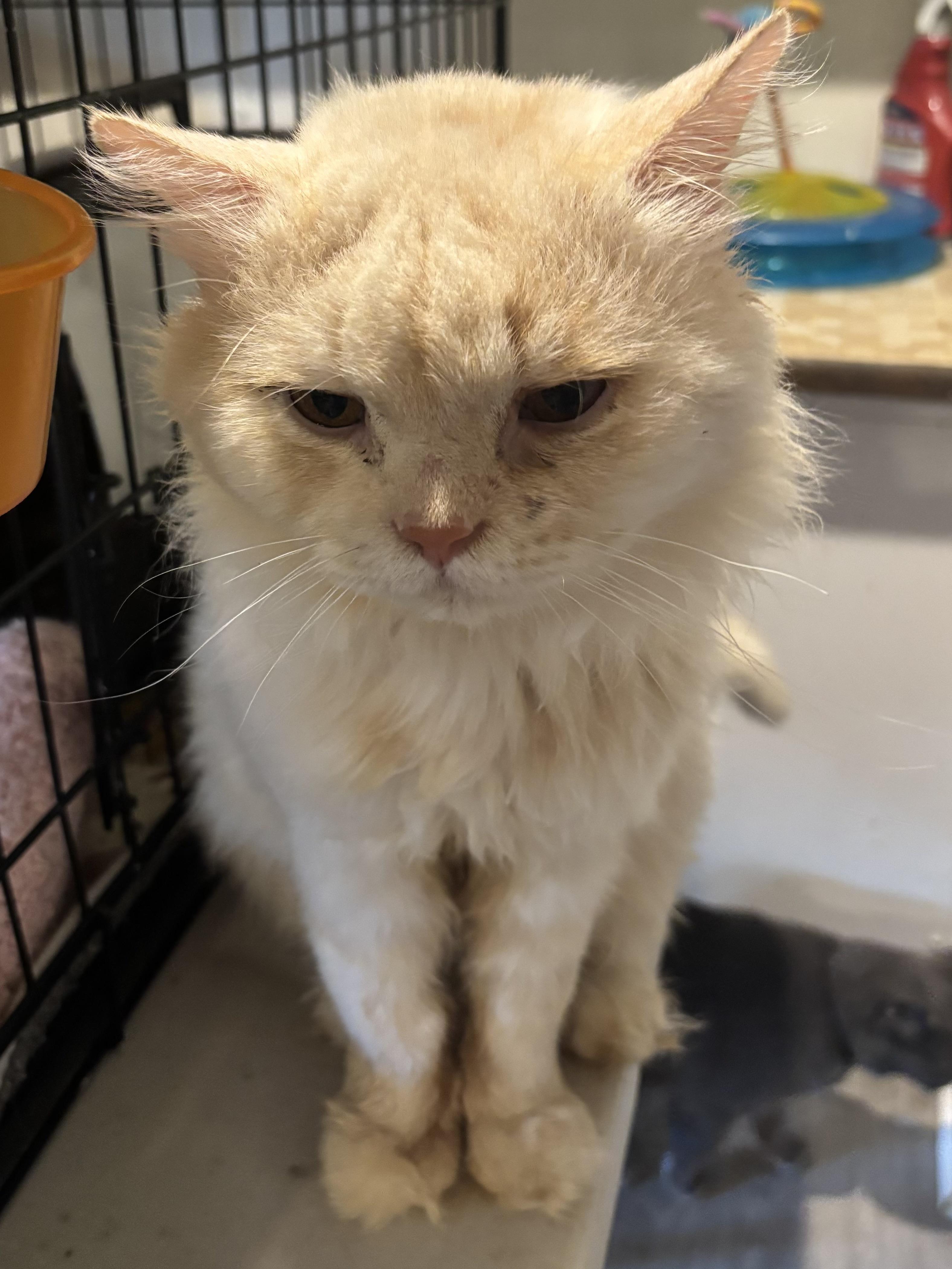 Enlarge Jay (long hair, dogs, cats), a ADOPTABLE Domestic Long Hair in Fairfax, VA image 5/5
