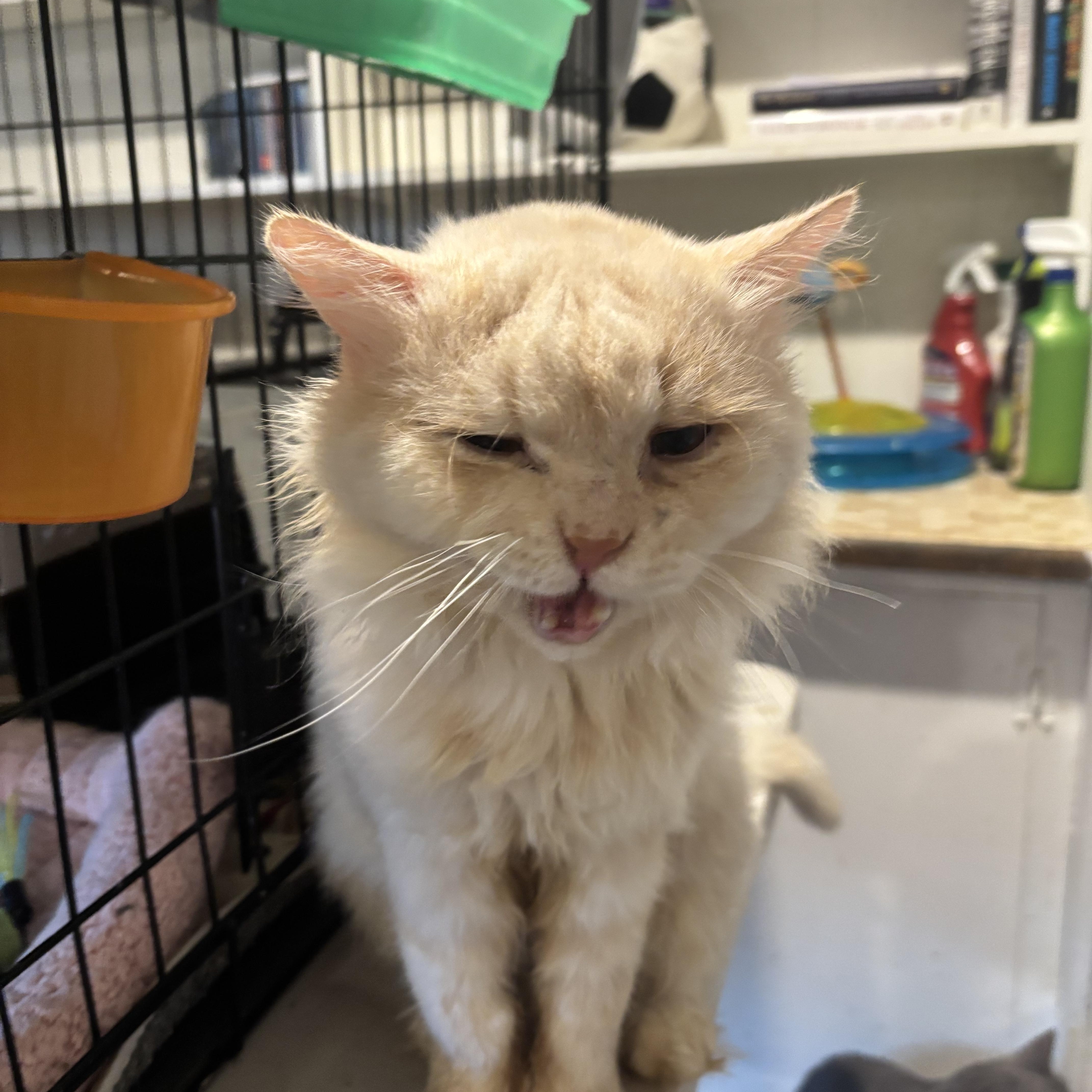 Enlarge Jay (long hair, dogs, cats), a ADOPTABLE Domestic Long Hair in Fairfax, VA image 4/5