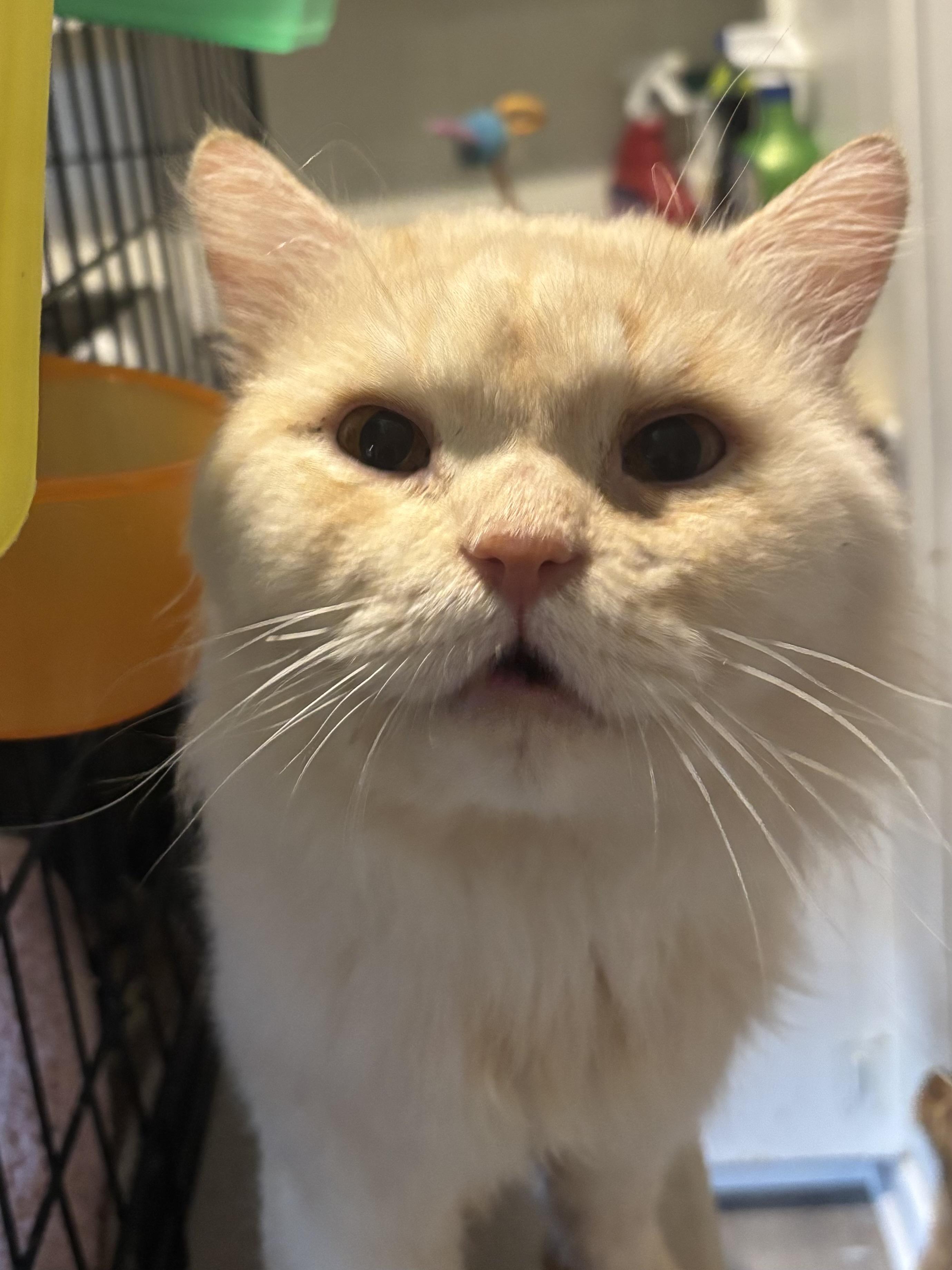Enlarge Jay (long hair, dogs, cats), a ADOPTABLE Domestic Long Hair in Fairfax, VA image 3/5