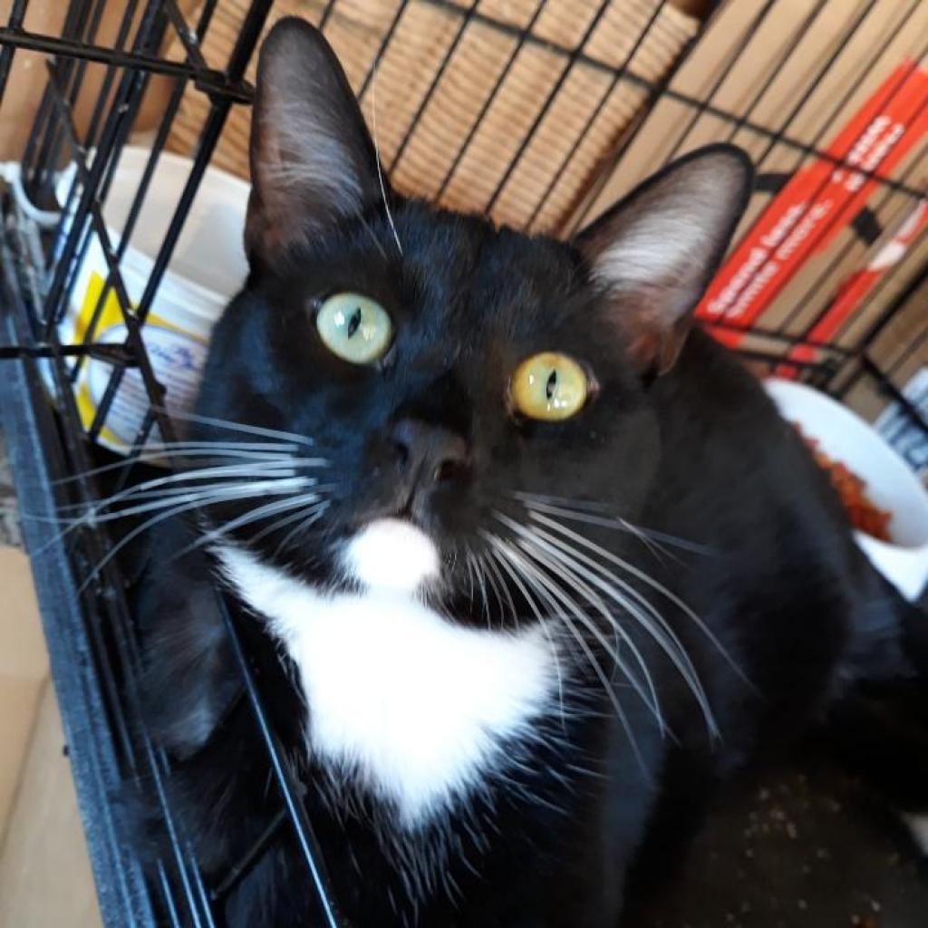 Enlarge Eilert, a Adoptable American Shorthair in Garden Grove, CA image 1/3