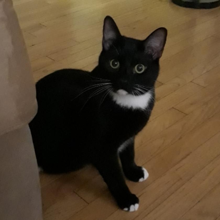 Enlarge Eilert, a Adoptable American Shorthair in Garden Grove, CA image 3/3