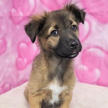 Enlarge Hera, an adopted mixed breed in Danbury, CT image 1/2