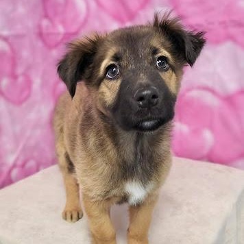 Enlarge Hera, an adopted mixed breed in Danbury, CT image 2/2