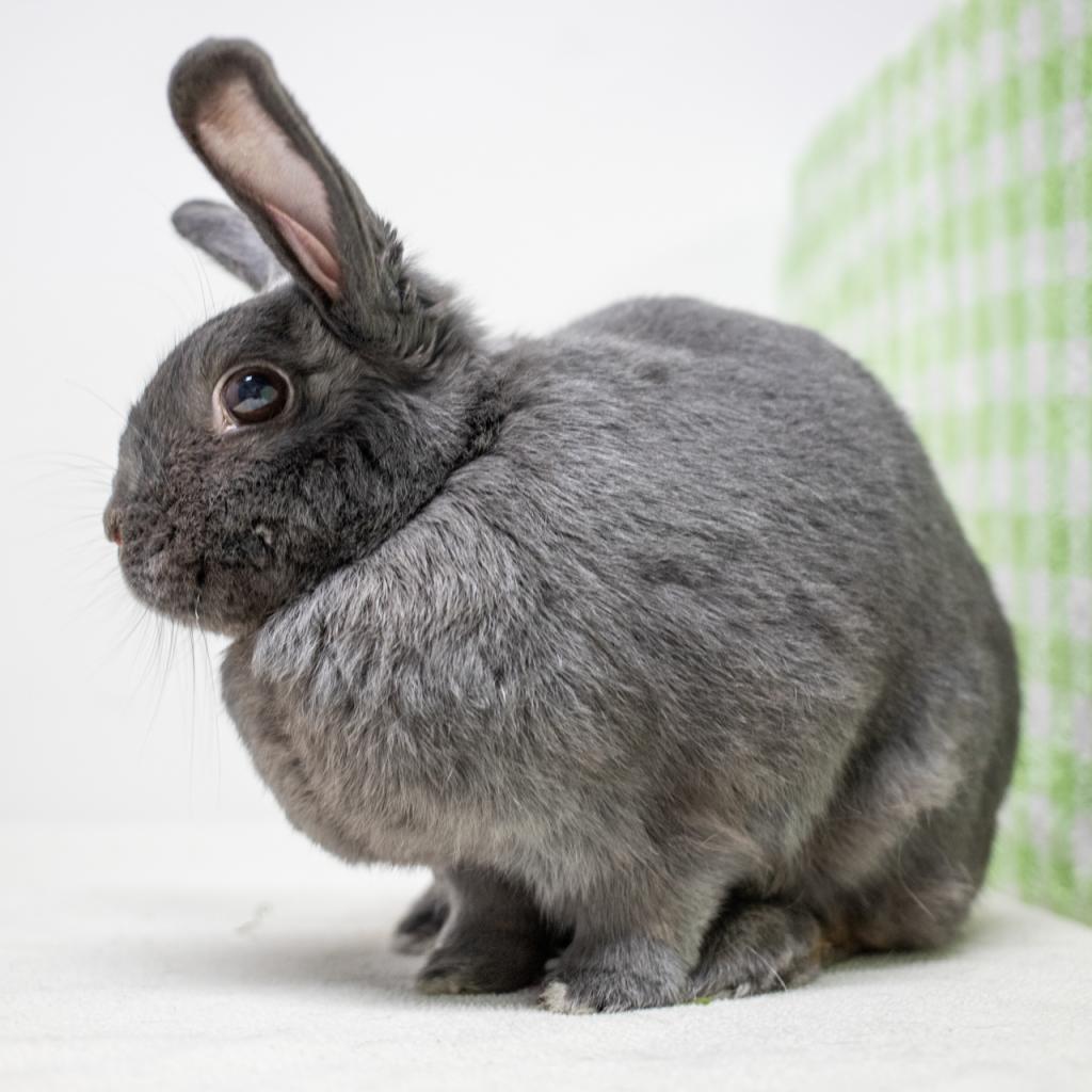 Lou, Adoptable, Senior Female American.