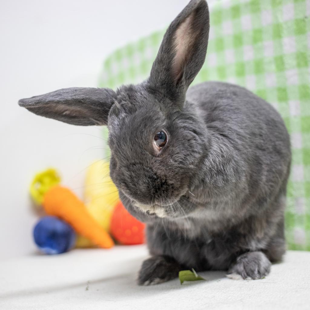 Enlarge Lou, a Adoptable American in San Diego, CA image 2/6